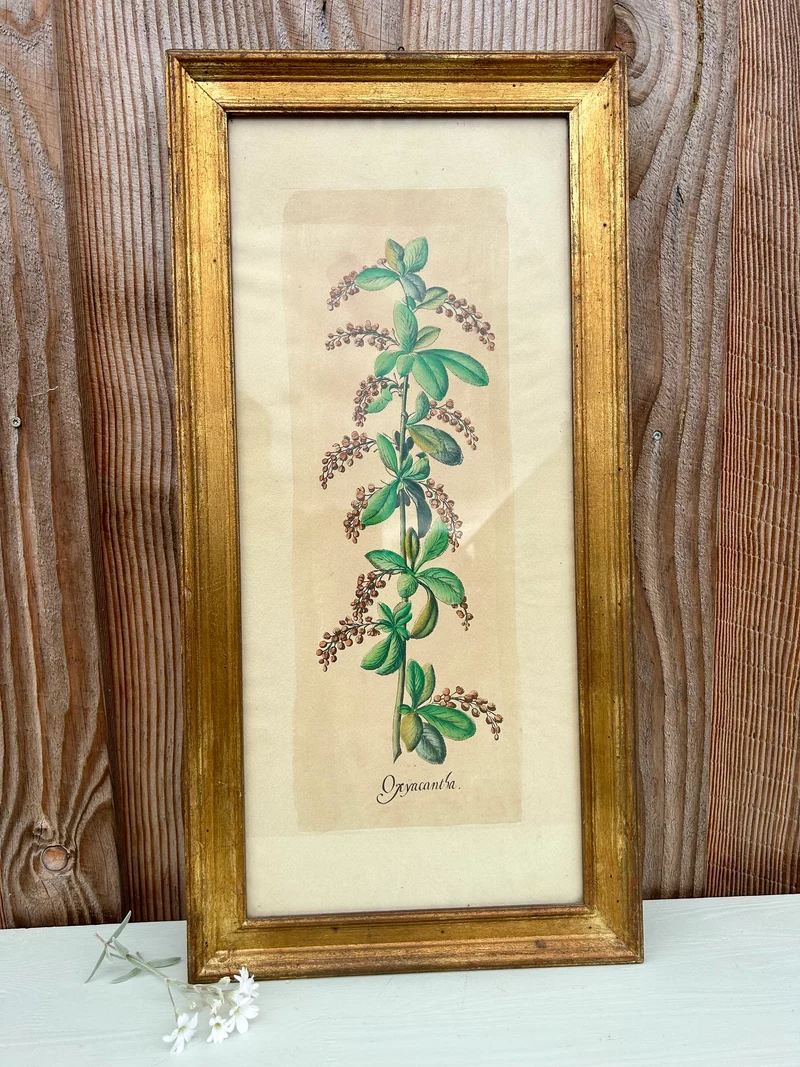 Planche botanique Aubépine sous cadre doré
