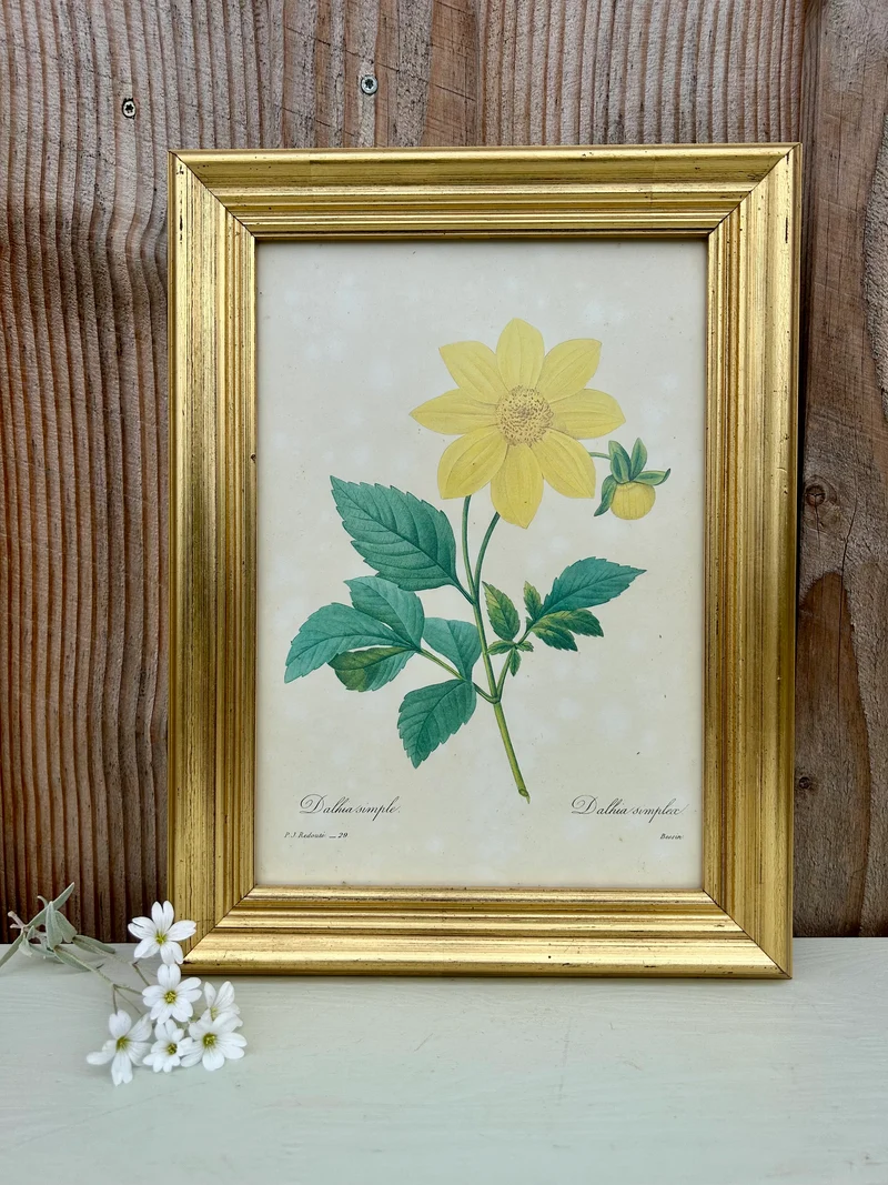 Planche botanique Dahlia sous cadre
