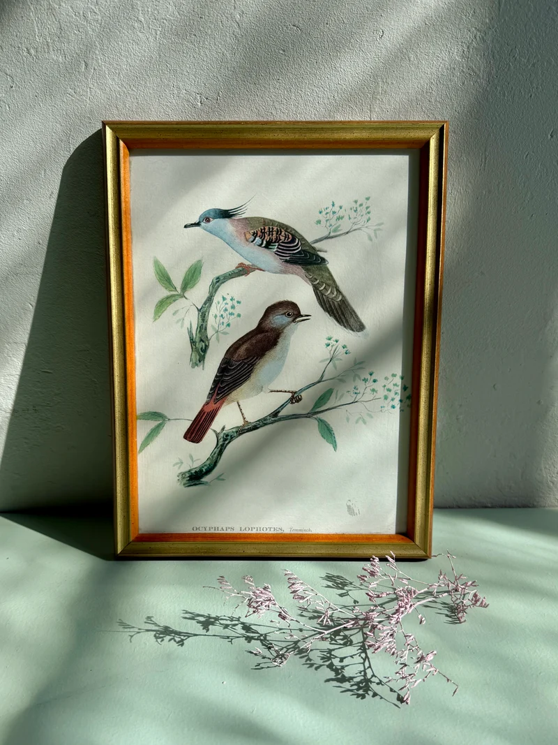 Cadre ancien illustration oiseaux naturalistes
