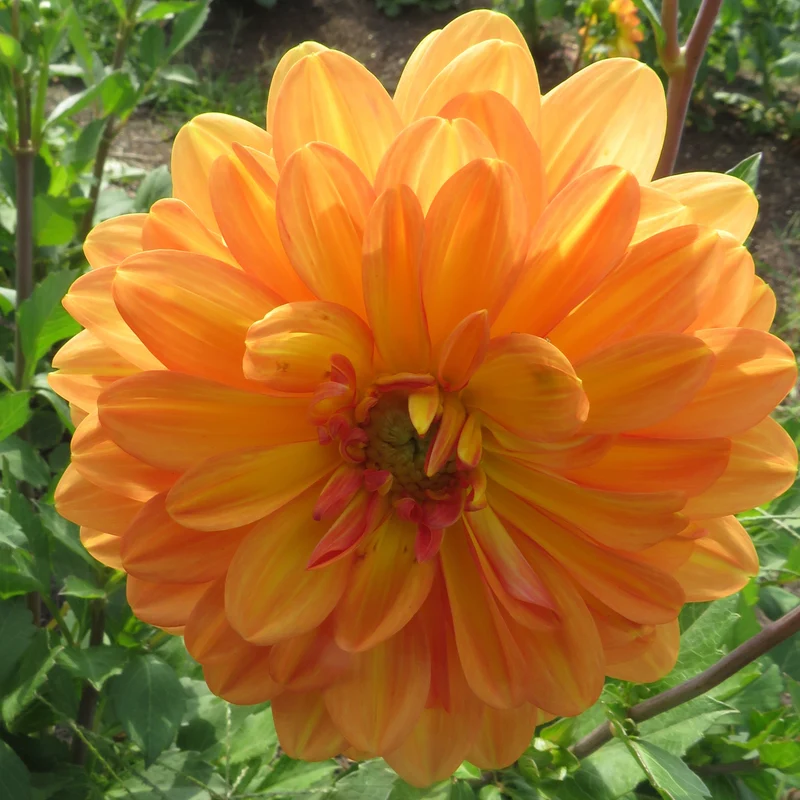 Orange Girl