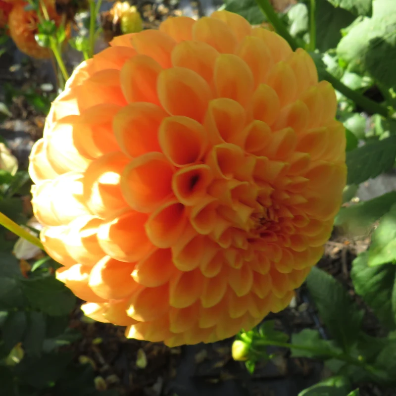 Caleb's Orange Crush - Limited Stock