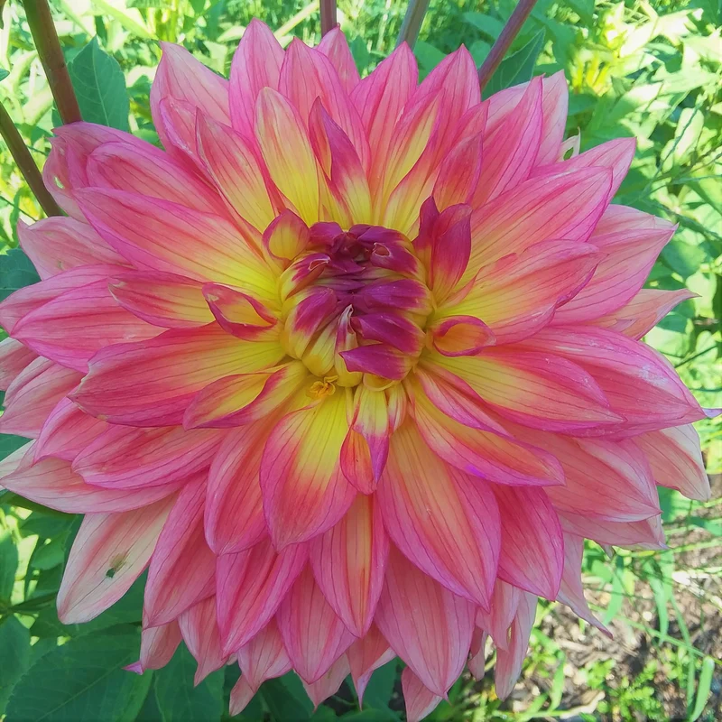 Wanda's Aurora