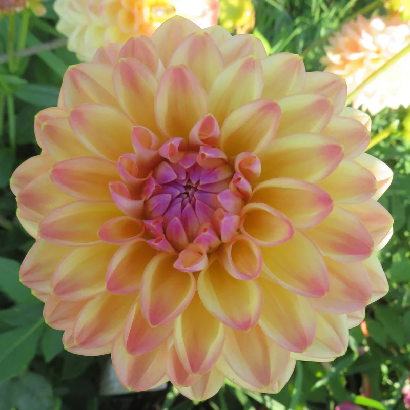 Blooms Sorbet Dream - Limited Release