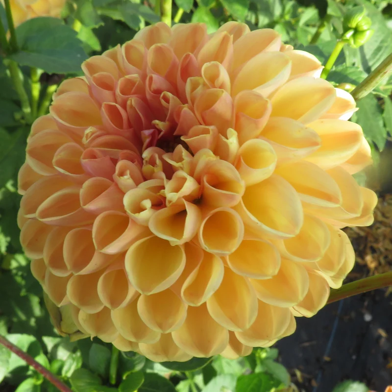 Valley Tawny